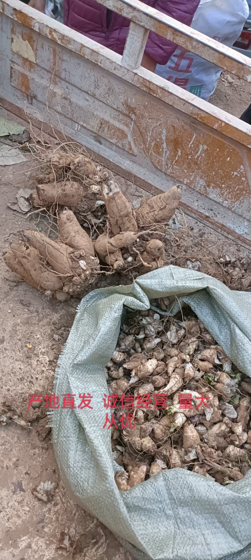 有大货的联系现金收货大量收购鲜玄参量大联系