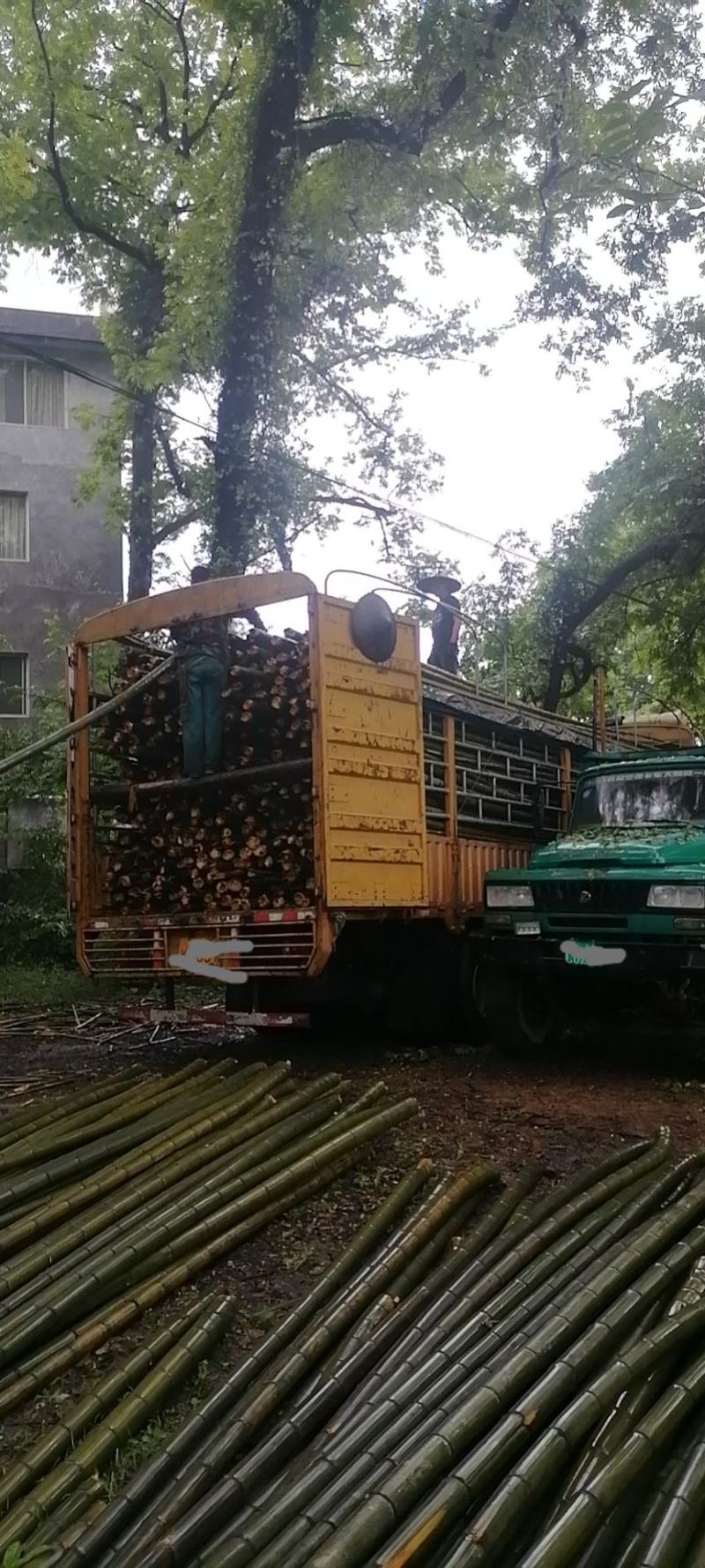 原产地供应3年以上毛竹果撑大棚等可自订…可来现场看货量大