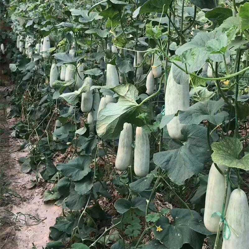 河南内黄博洋61精品甜瓜产地发货质量保证供应市场电商商超