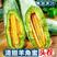 河南内黄博洋61精品甜瓜产地发货质量保证供应市场电商商超
