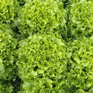花边生菜