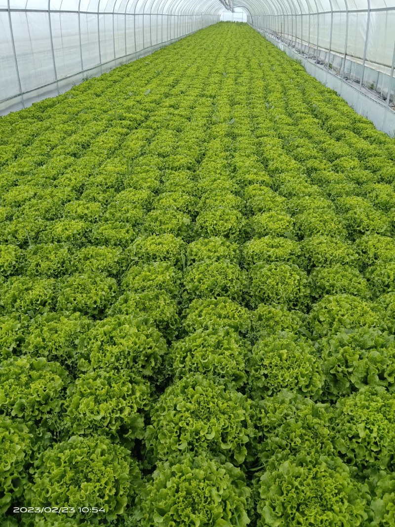 花边生菜