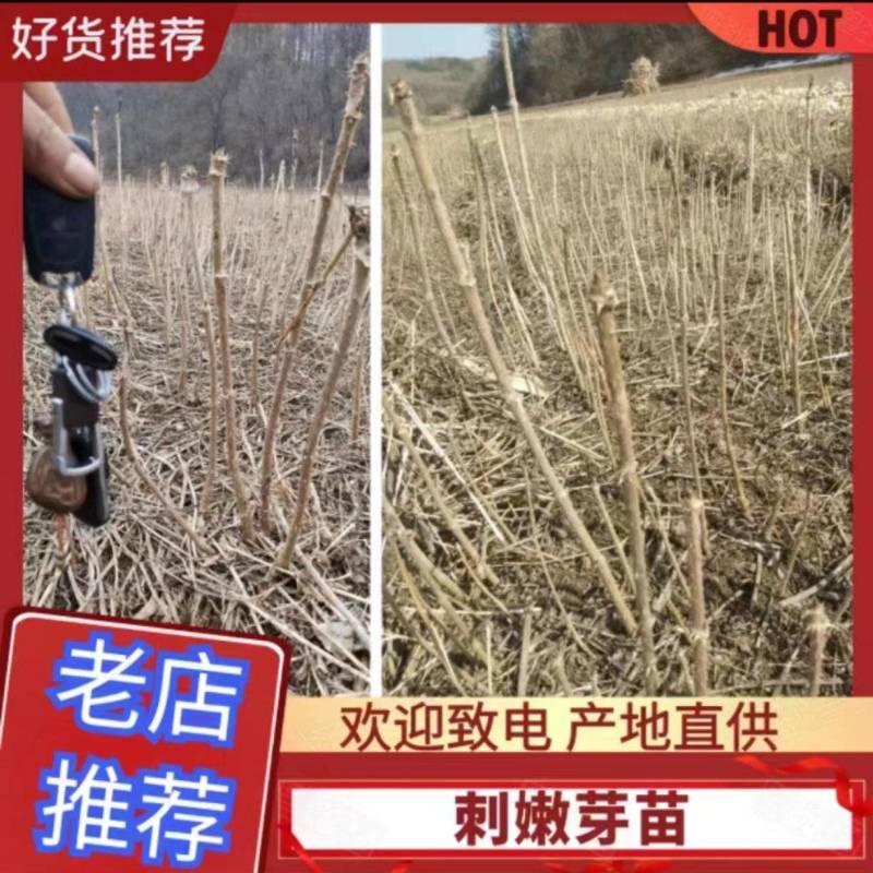刺嫩芽苗，刺老芽苗，刺老包苗子种子，保质保量，大量批发…