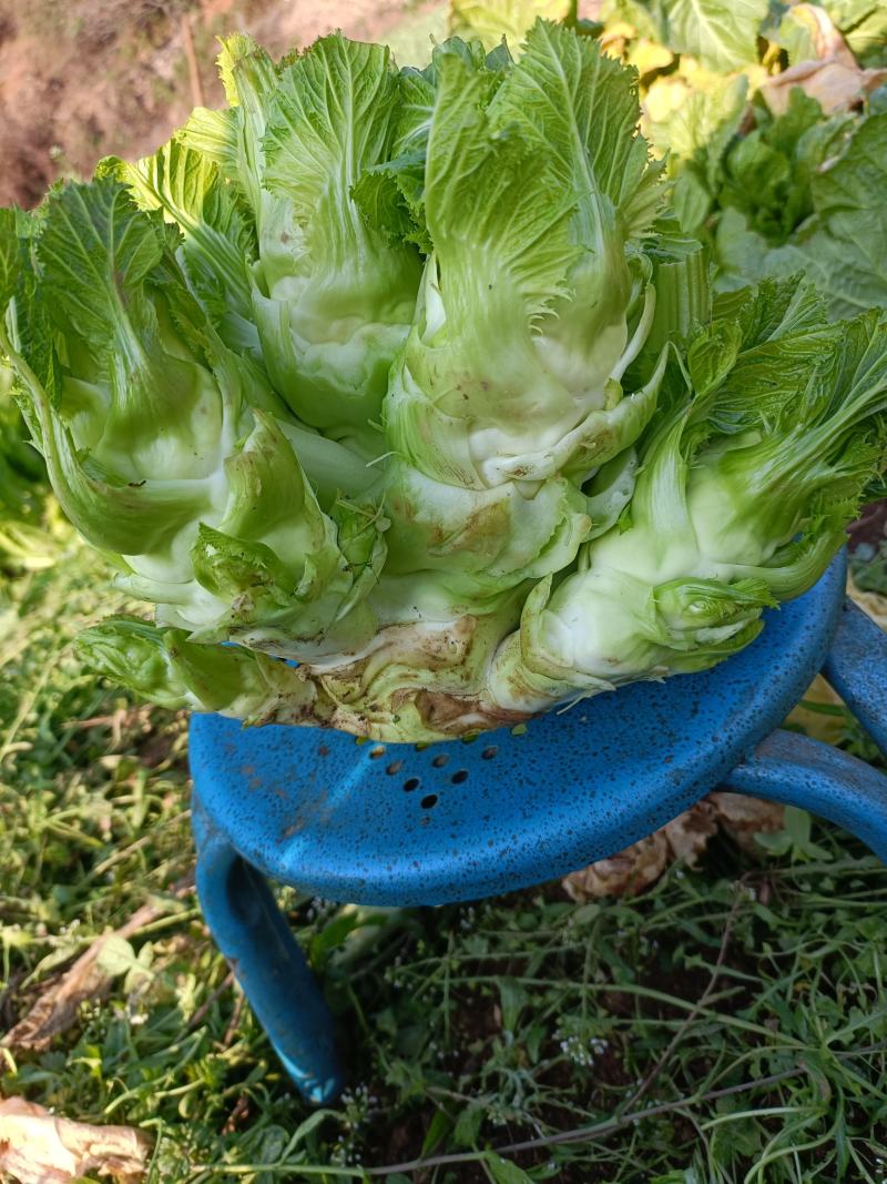卖儿菜