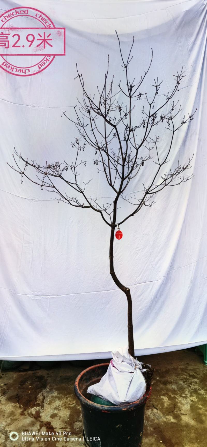 精品网红植物吊钟花