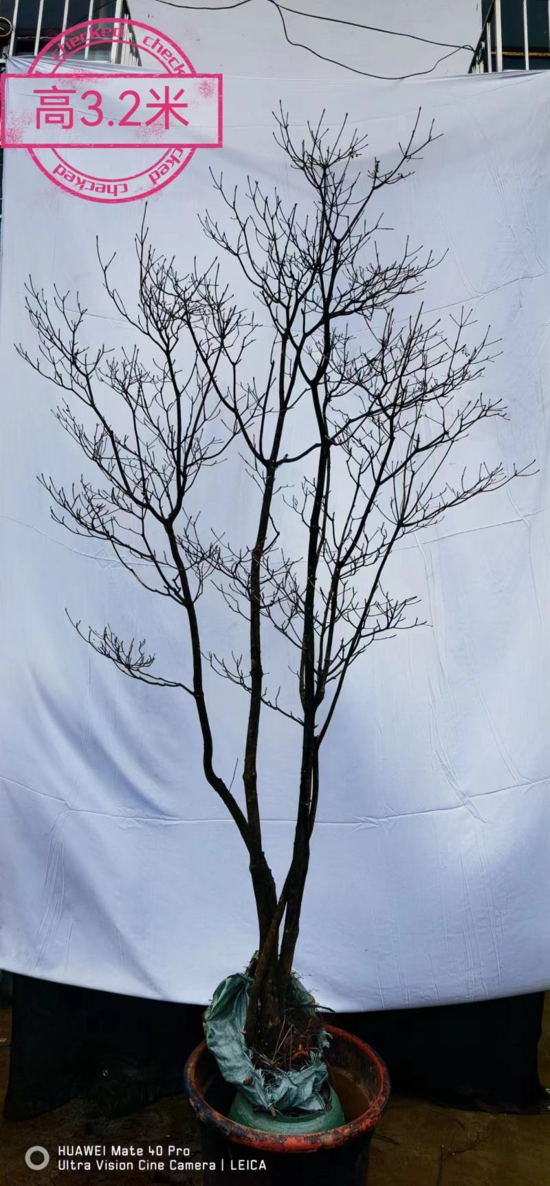 精品网红植物吊钟花