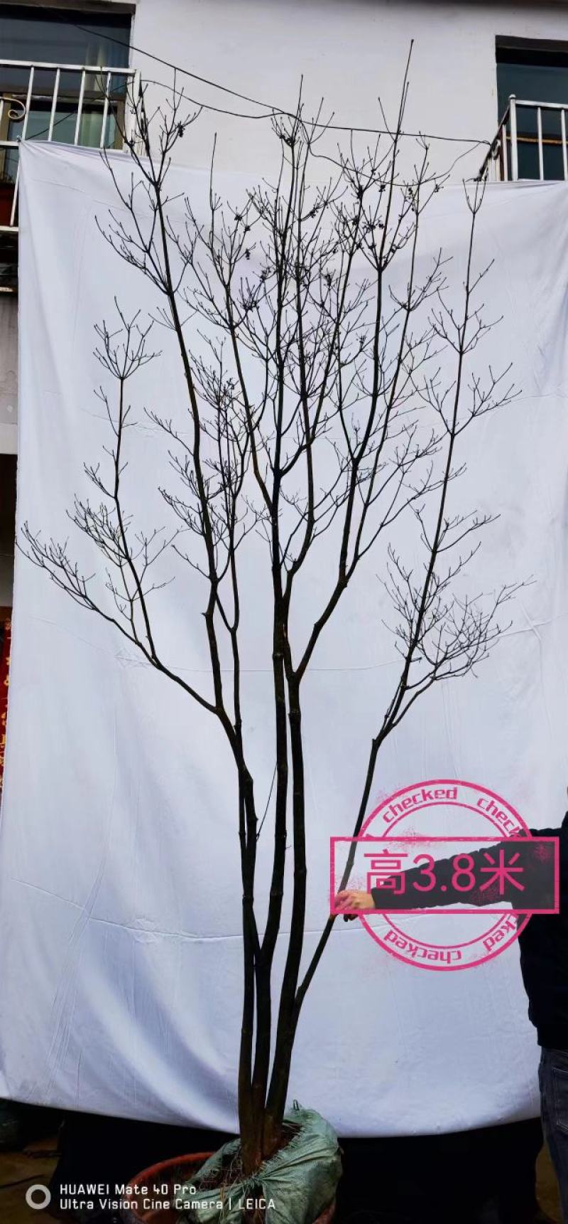 精品网红植物吊钟花