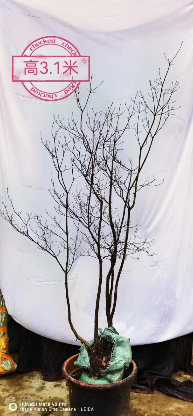 精品网红植物吊钟花