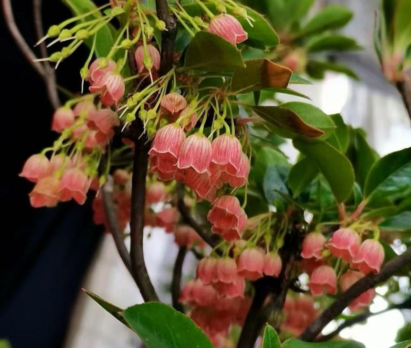 精品网红植物吊钟花