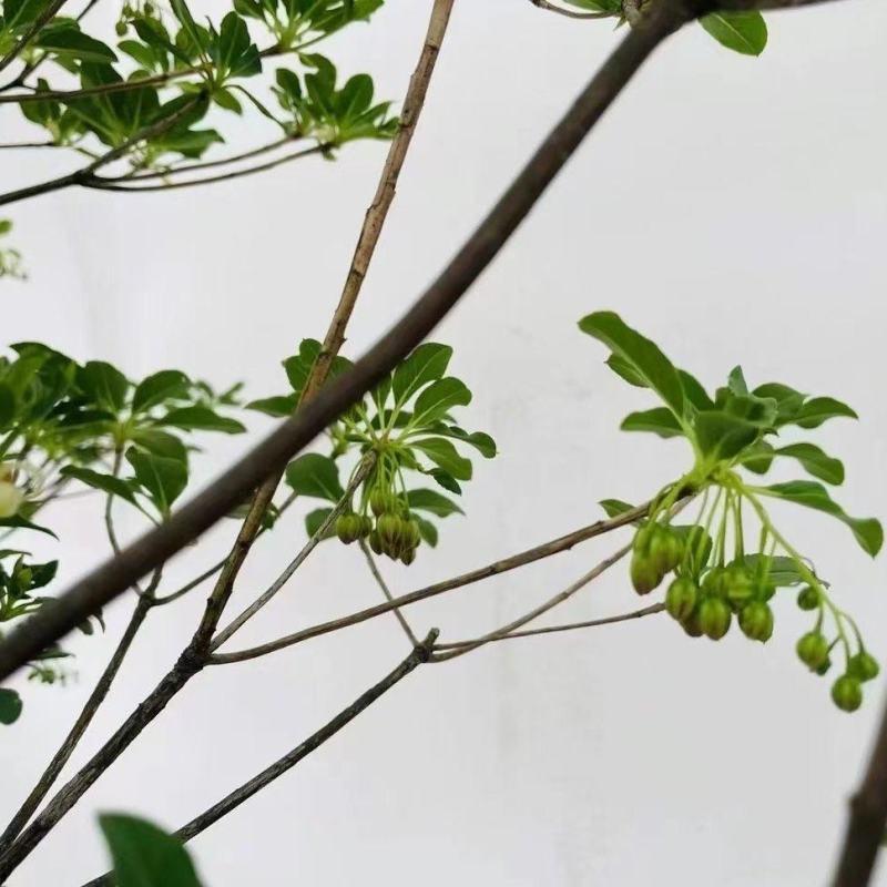 精品网红植物吊钟花