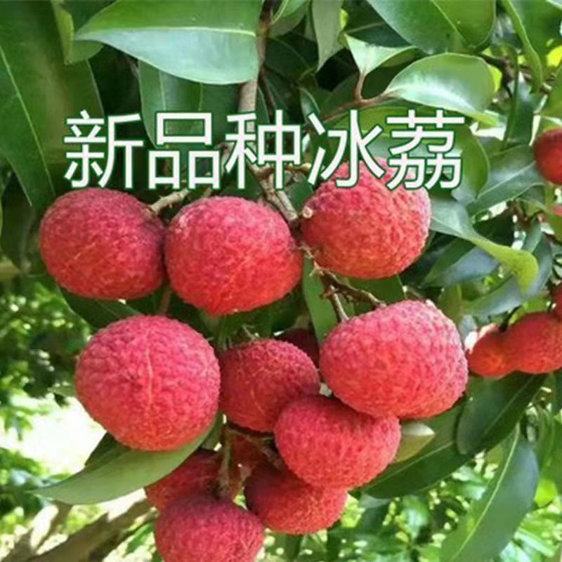 新品种冰荔荔枝树苗仙进奉越州红荔枝苗正品保证，假一赔三