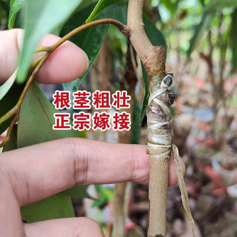 新品种冰荔荔枝树苗仙进奉越州红荔枝苗正品保证，假一赔三