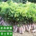 新品种冰荔荔枝树苗仙进奉越州红荔枝苗正品保证，假一赔三