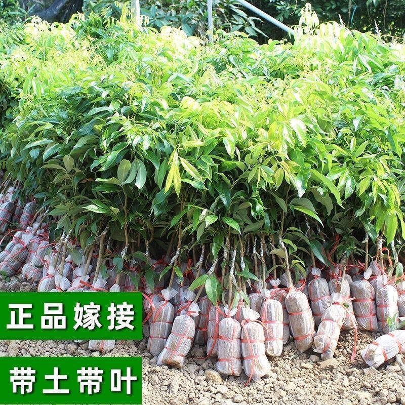 新品种冰荔荔枝树苗仙进奉越州红荔枝苗正品保证，假一赔三