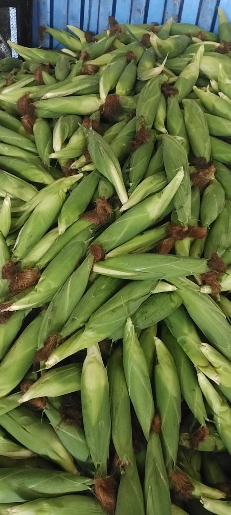 鲜花糯玉米