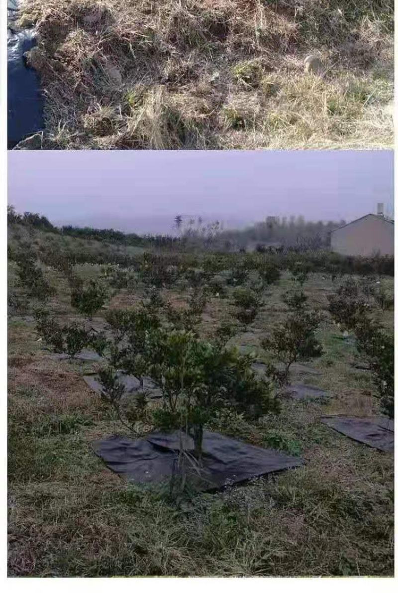 包邮切片打孔防草布果树除草布园林地布多规格一百片送地钉
