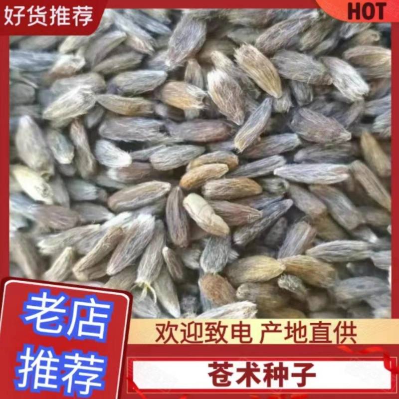 纯正的朱砂点苍术种子大量有货欢迎选购