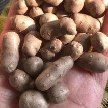 基地直供优质白玉系列种豆，山药豆大量供应欢迎选购价格美丽