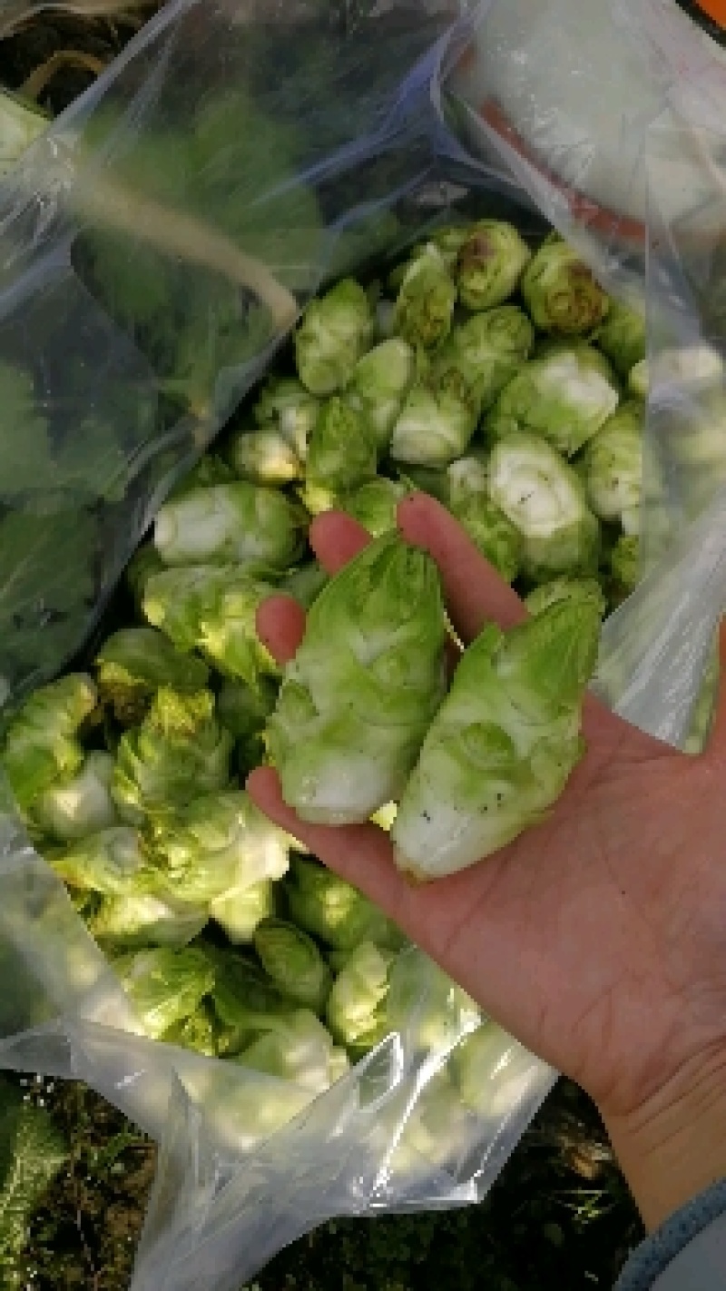 四川精品儿菜各种品质都有大小车都接多城市有货大心小心