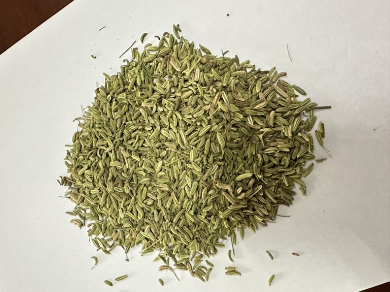 甘肃民勤小茴香，国产小茴香，一手货源，常年直销。
