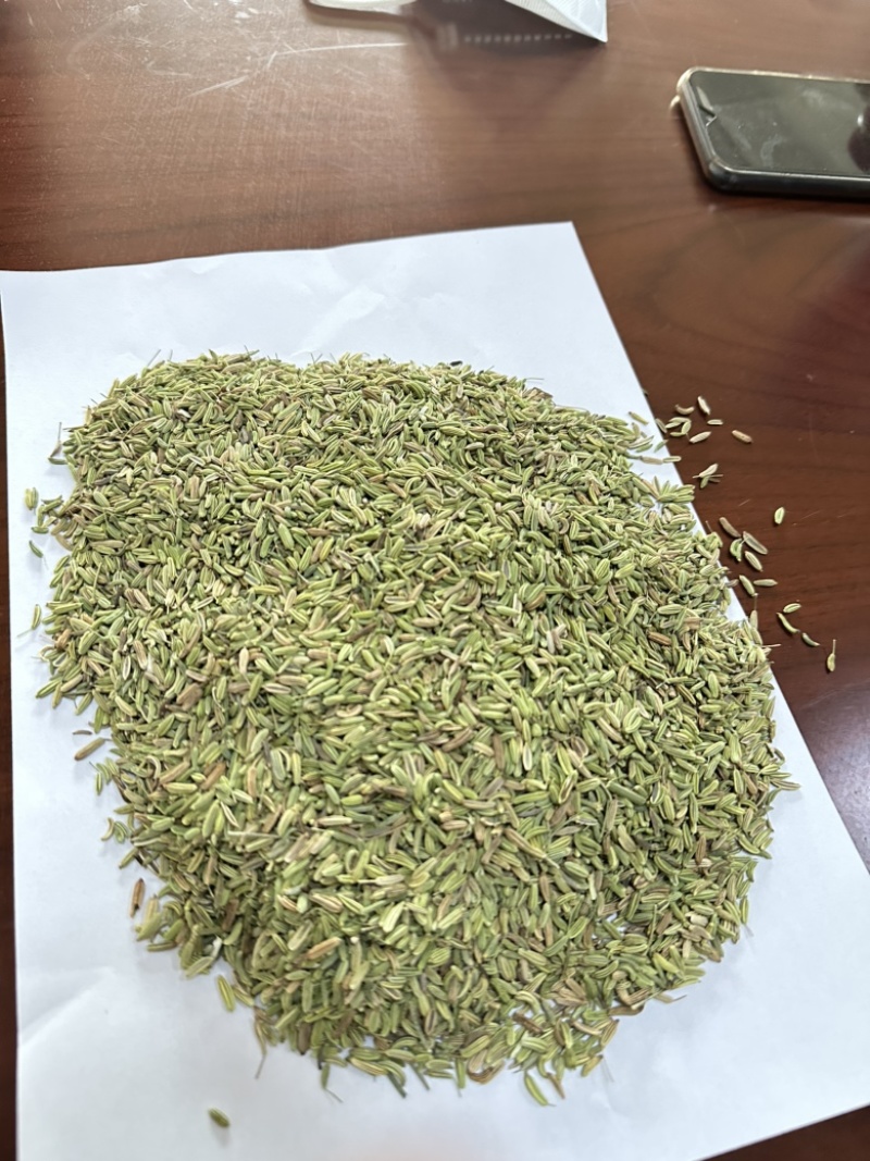 甘肃民勤小茴香，国产小茴香，一手货源，常年直销。