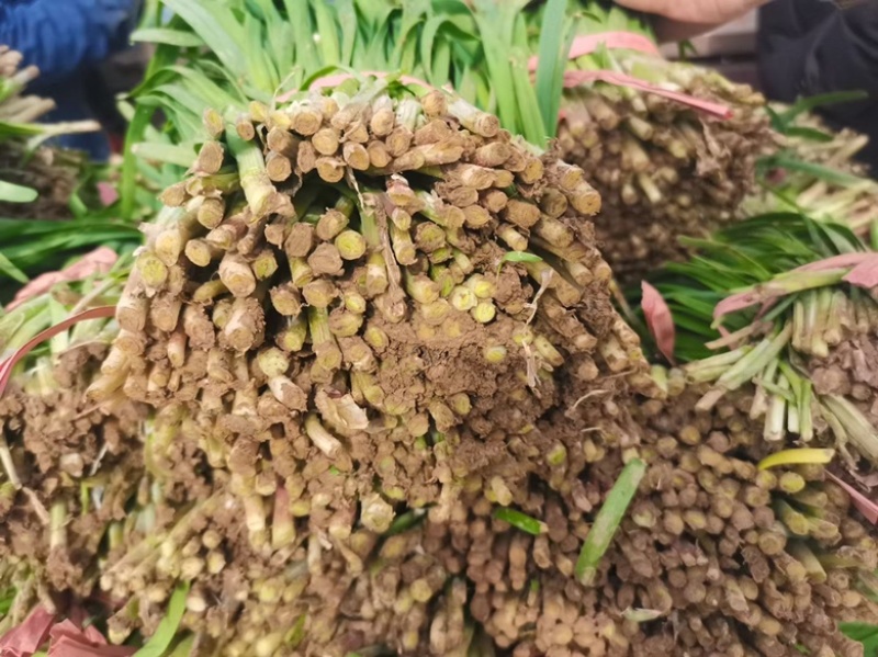 梁山冷棚红根头茬韭菜大量上市