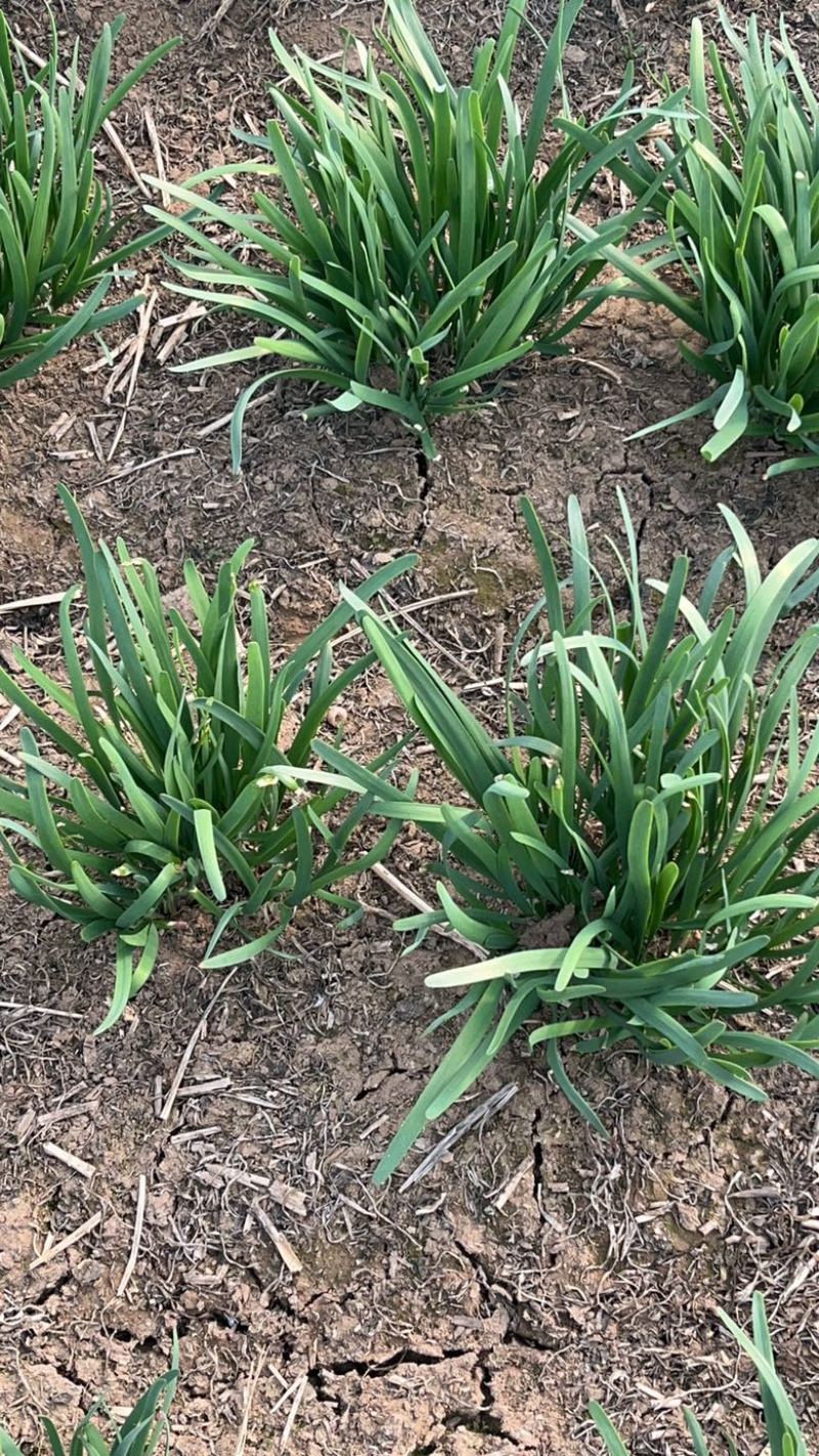 梁山冷棚红根头茬韭菜大量上市