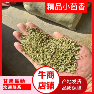 甘肃民勤小茴香，割茬茴香，千里香，一手货源。