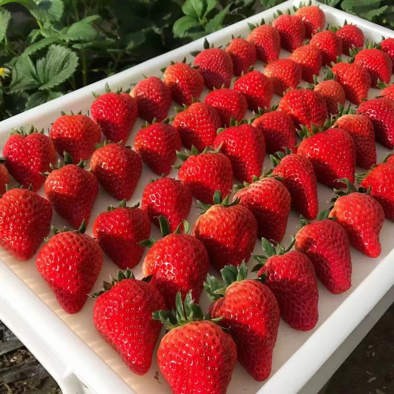 【推荐】辽宁丹东九九奶油红颜草莓种植基地一手货源价格稳定