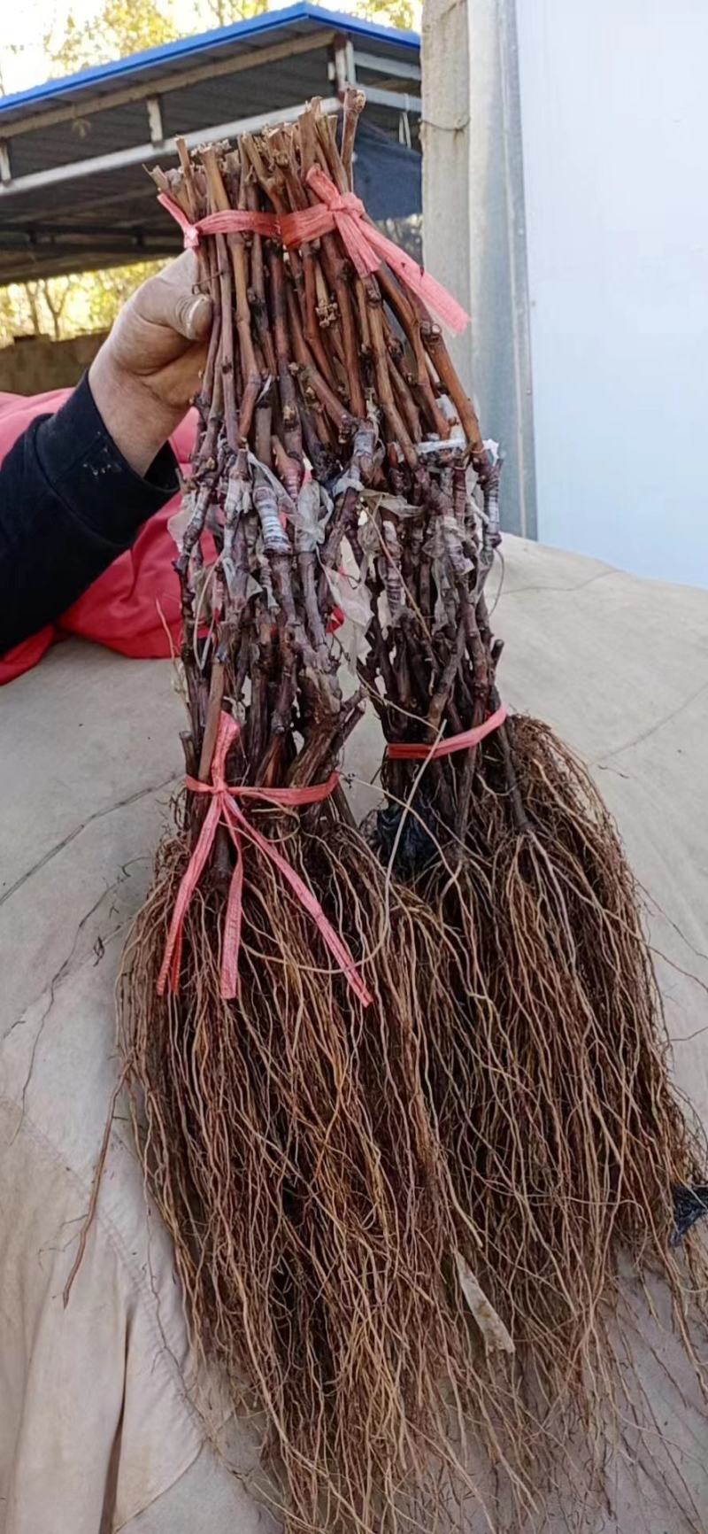 （放心苗）秒嫁接阳光玫瑰葡萄苗，保证质量诚信经营，耐储运