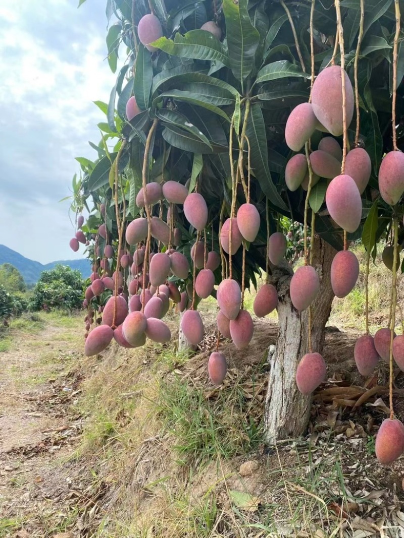 海南贵妃芒，金煌，台农芒果产地批发，一件代发