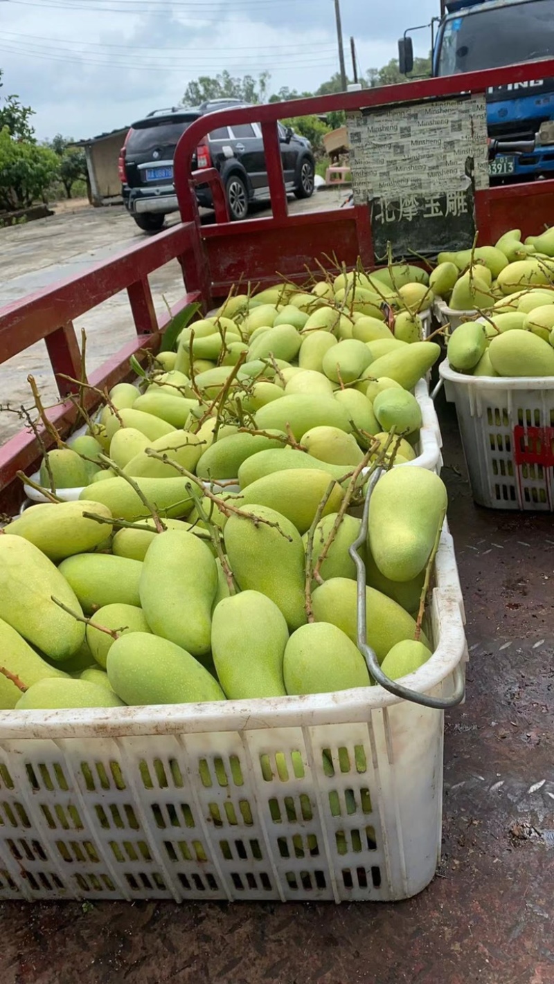 海南贵妃芒，金煌，台农芒果产地批发，一件代发
