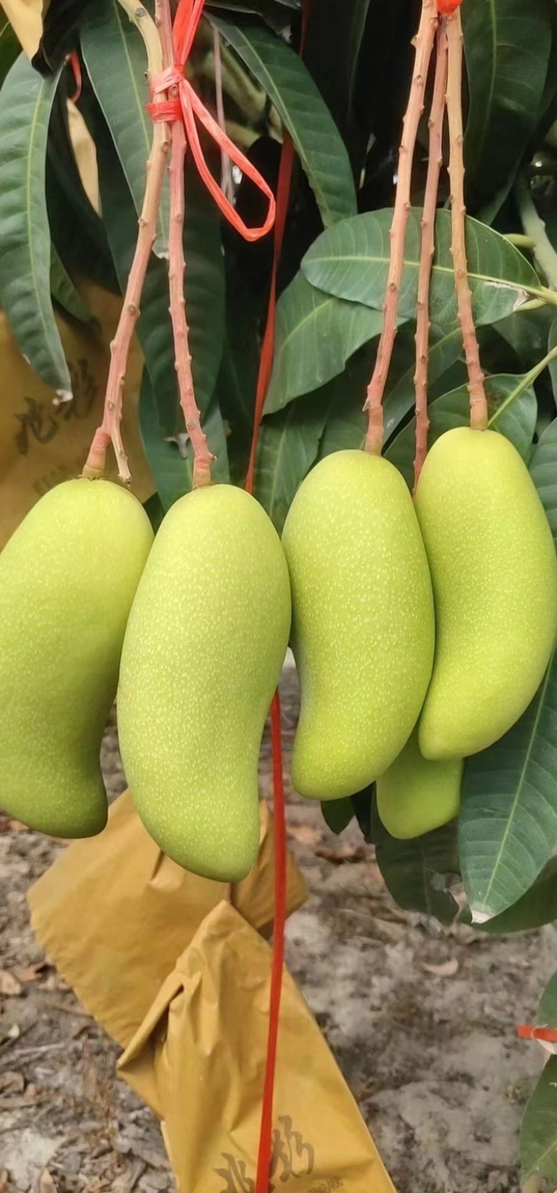 海南贵妃芒，金煌，台农芒果产地批发，一件代发
