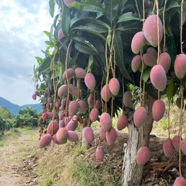 海南贵妃芒，金煌，台农芒果产地批发，一件代发