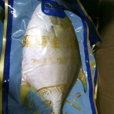 金鲳鱼鲜活冷冻特大金昌鱼平鱼海昌鱼江苏海鲜水产批发