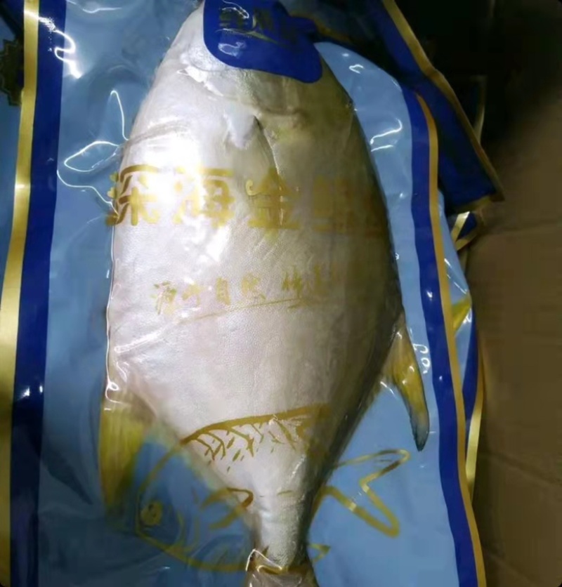 金鲳鱼鲜活冷冻特大金昌鱼平鱼海昌鱼江苏海鲜水产批发