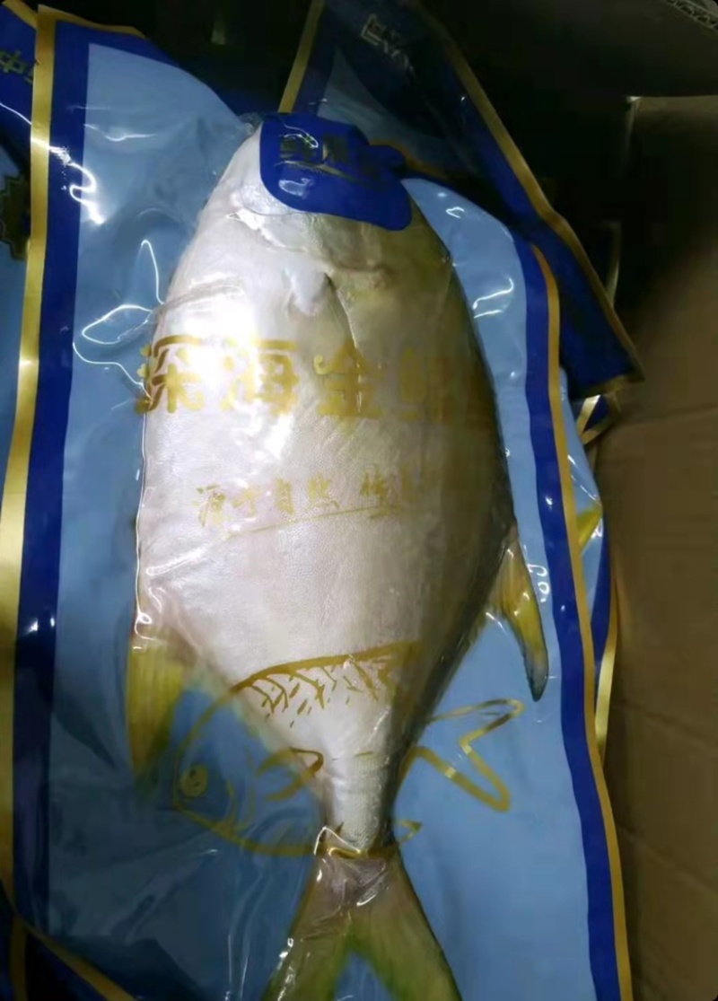 金鲳鱼鲜活冷冻特大金昌鱼平鱼海昌鱼江苏海鲜水产批发