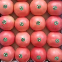 精品西红柿硬粉西红柿大量上市宁夏产地直供一手活跃