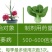 溃疮净溃疡灵络铜柠铜溃疡病枯萎病姜瘟病根腐病杀菌剂