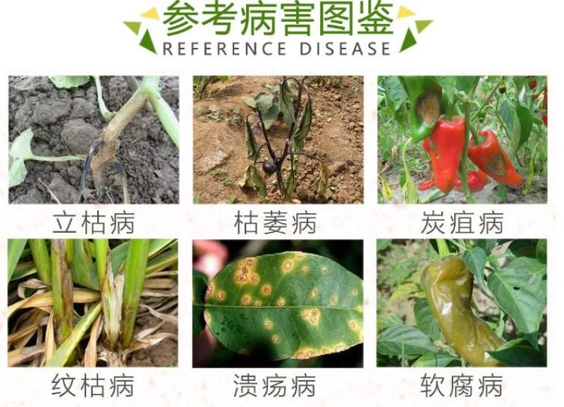 溃疮净溃疡灵络铜柠铜溃疡病枯萎病姜瘟病根腐病杀菌剂