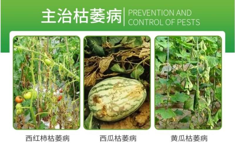 溃疮净溃疡灵络铜柠铜溃疡病枯萎病姜瘟病根腐病杀菌剂