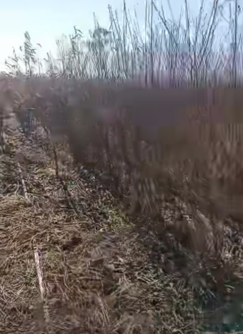 中油八号桃树苗，基地直发保成活率，欢迎新老客户前来选购