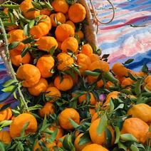 [荐]碰柑椪柑柑橘各种规格多汁多肉欢迎来电采购