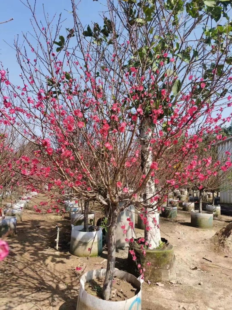 【荐】桃花树4-6-8-10公分广东普宁现货，欢迎联系