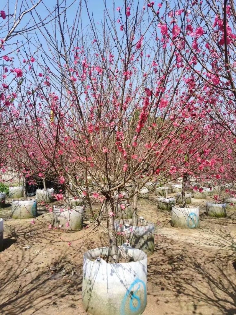 【荐】桃花树4-6-8-10公分广东普宁现货，欢迎联系