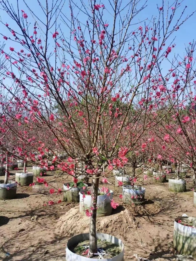 【荐】桃花树4-6-8-10公分广东普宁现货，欢迎联系