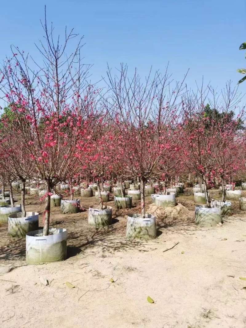 【荐】桃花树4-6-8-10公分广东普宁现货，欢迎联系