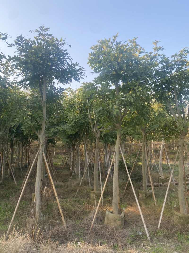 腊肠树。10-15公分骨架货，广东普宁现货，欢迎联系