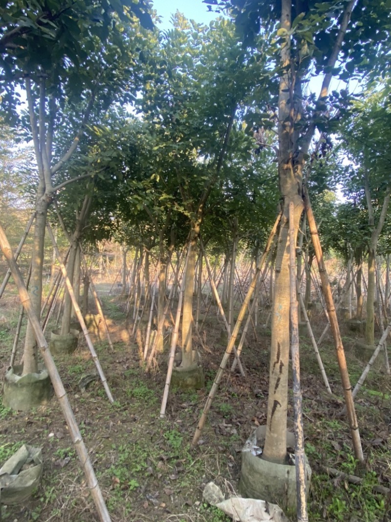 腊肠树。10-15公分骨架货，广东普宁现货，欢迎联系