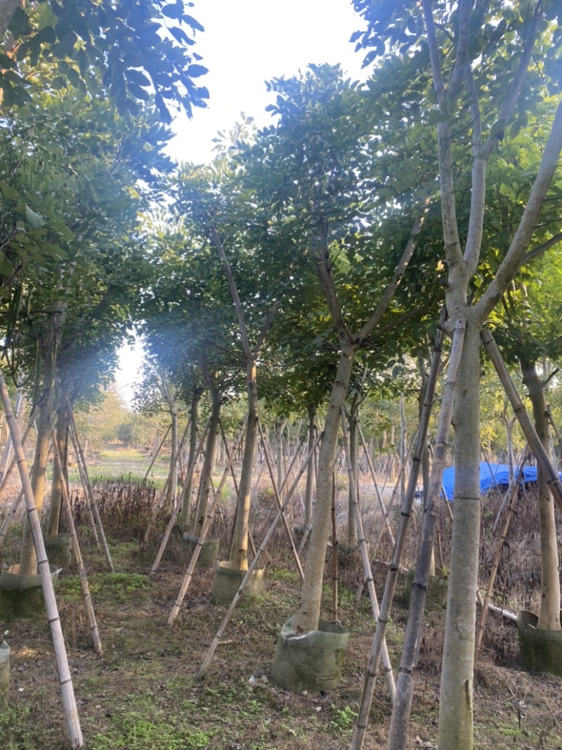 腊肠树。10-15公分骨架货，广东普宁现货，欢迎联系